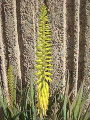 Aloe-vera