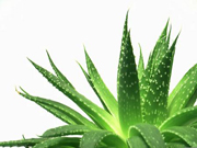 Aloe-vera